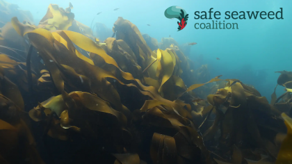 Safe seaweed coalition
