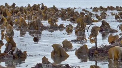 La dernière lettre d'information du Cluster algues du Pays de Brest est disponible