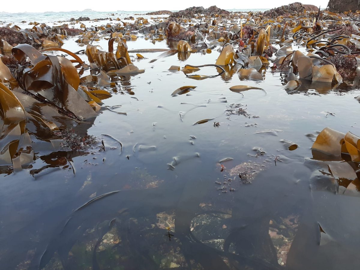 La dernière lettre d'information du Cluster algues du Pays de Brest est disponible