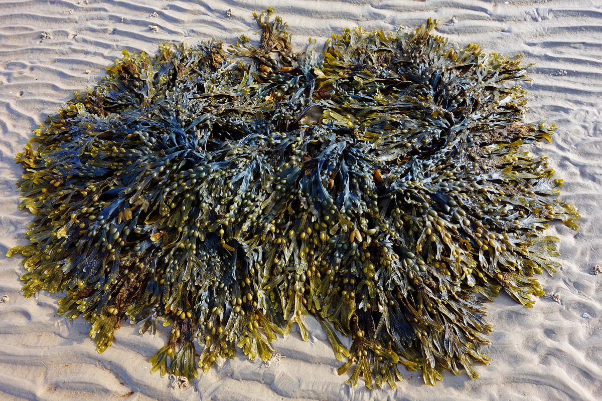 Seaweed for Health Conference