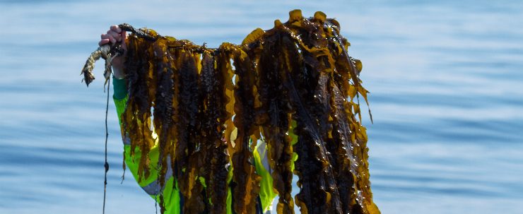 Interactive webinar for the development of an EU seaweed strategy